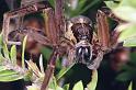 Dolomedes_minor_F2333_Z_90_Cape Reinga_Nieuw-Zeeland